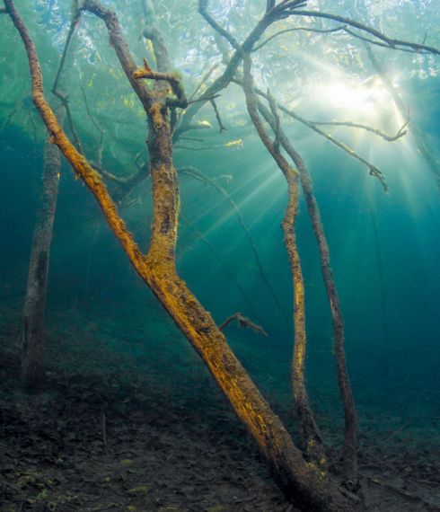 Unterwasserwald